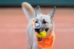 Video: usaron perros callejeros como alcanzapelotas 
