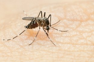 Dengue: en Santa Fe casi el 80% de los casos ya son autóctonos