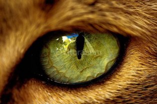 Según un estudio, las pupilas revelan forma de vida de animales Según un estudio, las pupilas revelan forma de vida de animales
