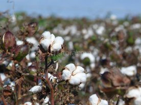 Estiman que crecerá el área sembrada con algodón Estiman que crecerá el área sembrada con algodón