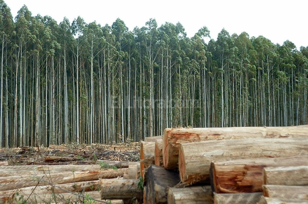 Quieren modificar la ley que impide a Entre Ríos exportar madera a Uruguay