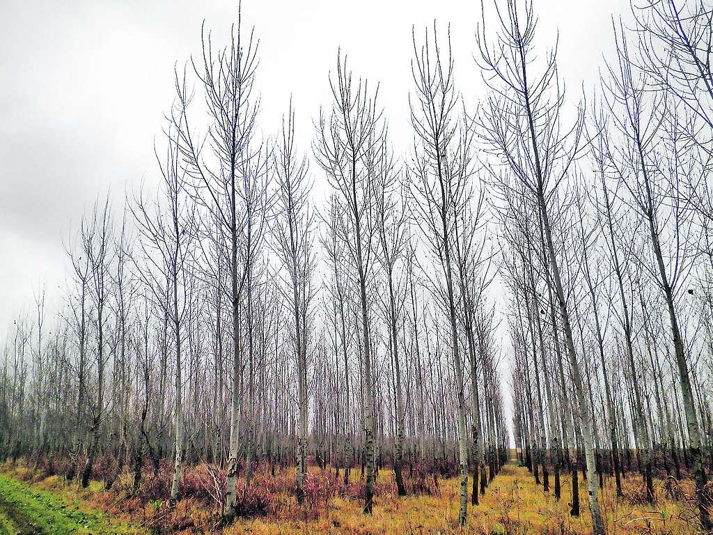 Ley del árbol: productores, a plantar