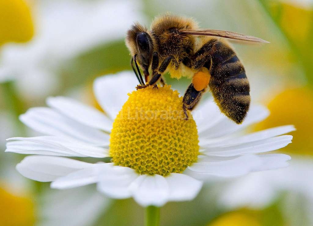 Alerta mundial para cuidar abejas y otros polinizadores