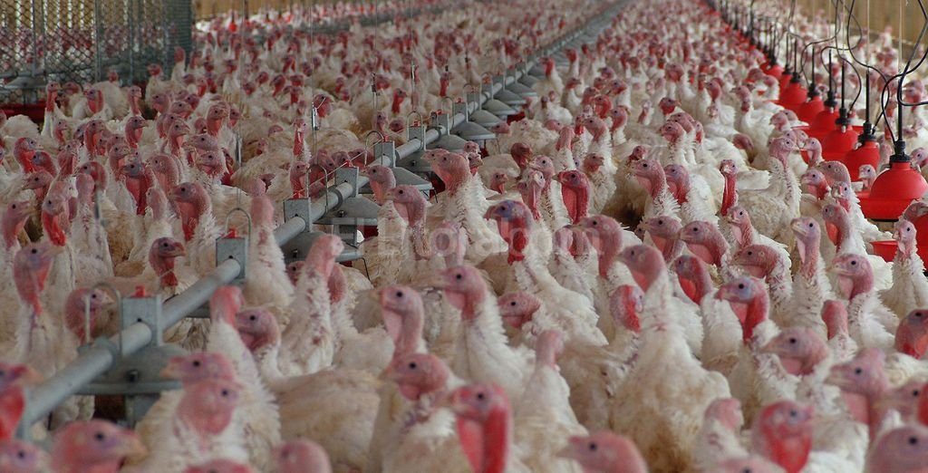 Detectan gripe aviar en una planta frigorífica de aves chilena