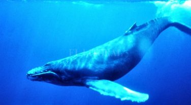 Rescatan a una adolescente del desafío suicida Ballena Azul Rescatan a una adolescente del desafío suicida Ballena Azul