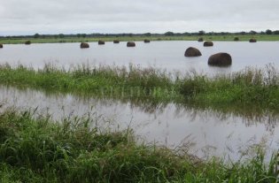 Las napas jaquean al campo Las napas jaquean al campo