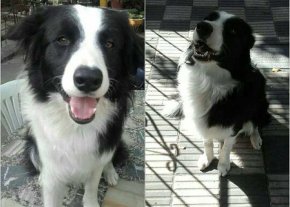 Buscan a Teo, un perro que se entrena para trabajar con los bomberos Buscan a Teo, un perro que se entrena para trabajar con los bomberos