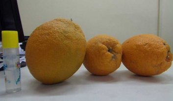 Cosecharon super naranjas que pesan más de un kilo Cosecharon super naranjas que pesan más de un kilo