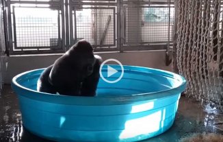 Video: un gorila la rompe bailando mientras se baña Video: un gorila la rompe bailando mientras se baña