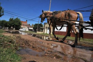 Tracción a sangre: "El caballo no puede ser la variable de ajuste" Tracción a sangre: "El caballo no puede ser la variable de ajuste"