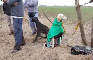 Desbarataron a una banda que organizaba carreras de galgos por Facebook Desbarataron a una banda que organizaba carreras de galgos por Facebook