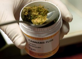 La justicia ordenó a una obra social que suministre cannabis medicinal a un afiliado La justicia ordenó a una obra social que suministre cannabis medicinal a un afiliado