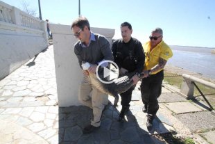 Rescataron a un gran yacaré en la Laguna Setúbal Rescataron a un gran yacaré en la Laguna Setúbal