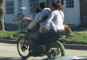 Todos en moto, hasta el perro Todos en moto, hasta el perro