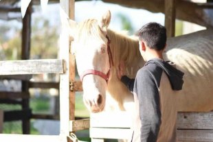 Invitan a una visita guiada al predio de SOS Caballos Invitan a una visita guiada al predio de SOS Caballos
