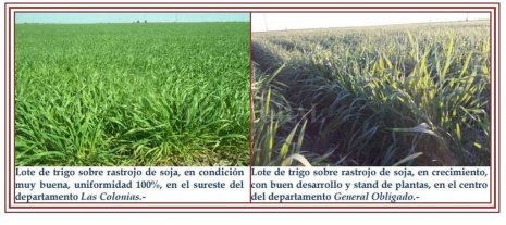 Informe agrícola para el centro norte santafesino Informe agrícola para el centro norte santafesino