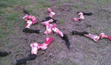 Carsfe accionará contra los delitos rurales Carsfe accionará contra los delitos rurales