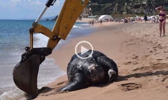 Hallan muerta una tortuga de 700 kilos Hallan muerta una tortuga de 700 kilos