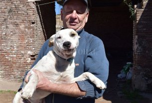 Perros 2.0 en María Teresa Perros 2.0 en María Teresa