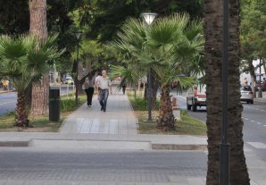 Relevan el arbolado público de la ciudad Relevan el arbolado público de la ciudad