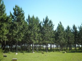 "Nos planteamos recuperar la masa forestal de la provincia" "Nos planteamos recuperar la masa forestal de la provincia"