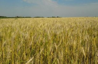 La sucesión de eventos climáticos genera preocupación entre los productores La sucesión de eventos climáticos genera preocupación entre los productores