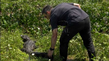 Liberaron al yacaré negro capturado en la Laguna Setúbal Liberaron al yacaré negro capturado en la Laguna Setúbal