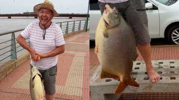 Pescó un pacú de 29 kilos en el río Paraná Pescó un pacú de 29 kilos en el río Paraná