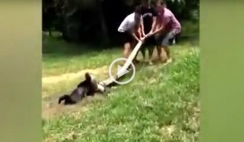 Video: rescatan a un perro que estaba por ser devorado por una anaconda - 