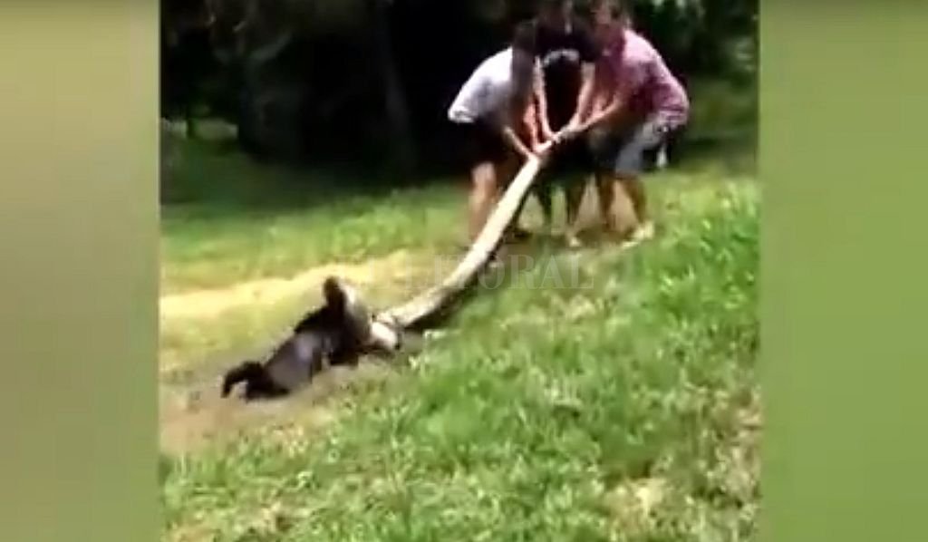 Rescatan a perro a punto de ser devorado por una enorme anaconda Rescatan a perro a punto de ser devorado por una enorme anaconda