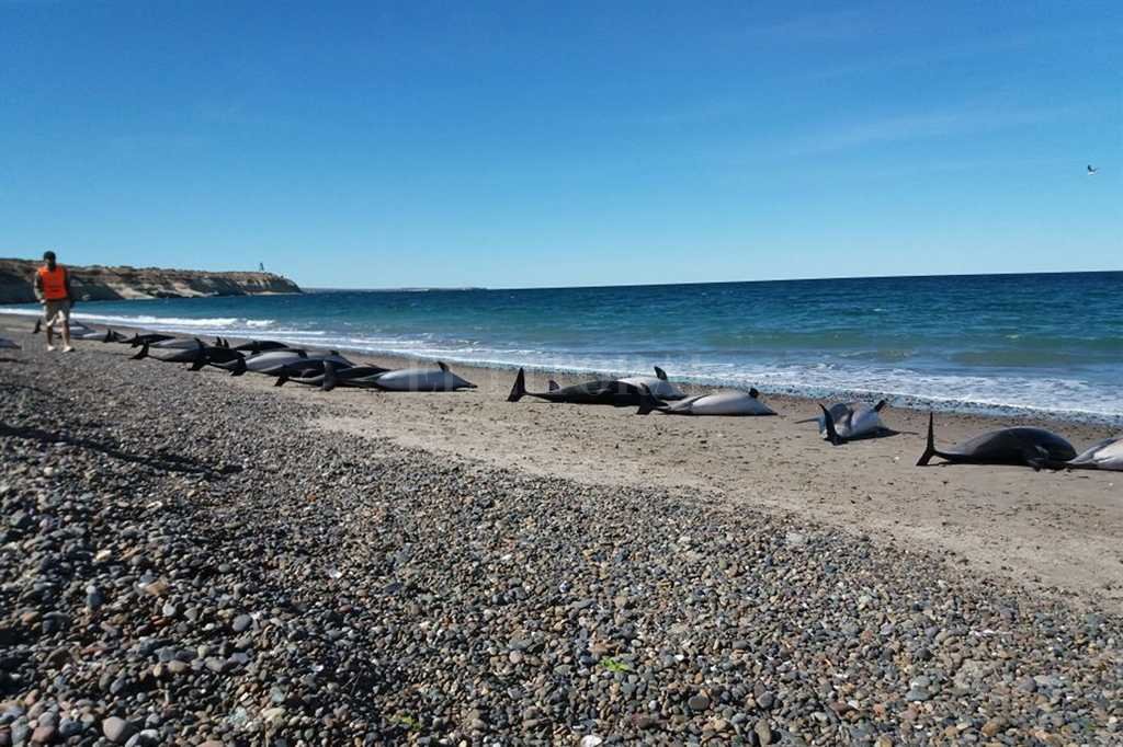 Murieron 49 delfines tras quedar varados en las playas de Puerto Madryn