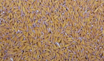 El agro en la era del Big Data El agro en la era del Big Data