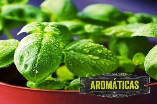 "Plantas Aromáticas": se vienen las dos últimas entregas "Plantas Aromáticas": se vienen las dos últimas entregas