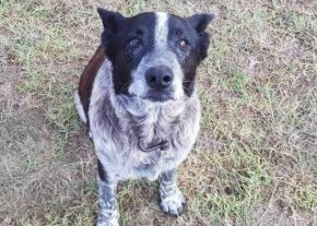 Héroe: ciego y sordo, este perro cuidó de una niña de 3 años Héroe: ciego y sordo, este perro cuidó de una niña de 3 años