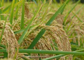 Las lluvias interrumpieron los procesos de cosecha Las lluvias interrumpieron los procesos de cosecha