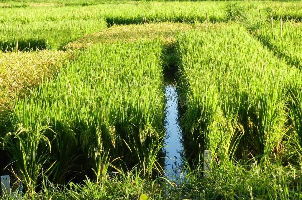La provincia desarrolló una variedad de arroz que alcanzó rendimientos récords