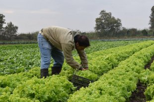 Siete días con plenas actividades, cosecha, aplicaciones y siembra Siete días con plenas actividades, cosecha, aplicaciones y siembra