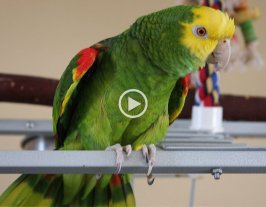 El loro que canta "la cucaracha ya no puede caminar" El loro que canta "la cucaracha ya no puede caminar"