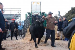 "Mbappé", el primer toro en ingresar a la Exposición Rural "Mbappé", el primer toro en ingresar a la Exposición Rural