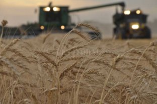 Condiciones ambientales óptimas para el trigo cuya superficie implantada alcanzó las 358.500 ha Condiciones ambientales óptimas para el trigo cuya superficie implantada alcanzó las 358.500 ha