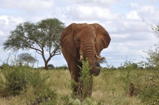 Un elefante mató a un niño de 8 años que le tiraba piedras Un elefante mató a un niño de 8 años que le tiraba piedras
