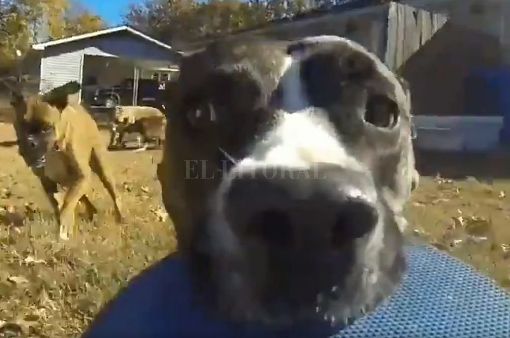 Perro se graba robando cámara de su dueño Perro se graba robando cámara de su dueño