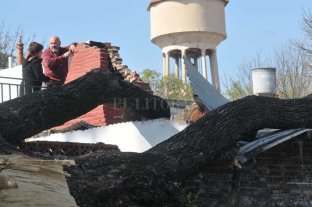 En Barrio Roma Podaban un árbol, algo salió mal y destrozó dos casas - Podaban un árbol, algo salió mal y destrozó dos casas -