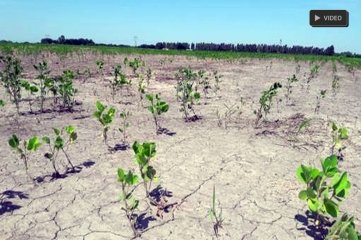 Declararán la emergencia agropecuaria  en los 19 departamentos de la provincia de Santa Fe Perotti firmará el decreto en la semana