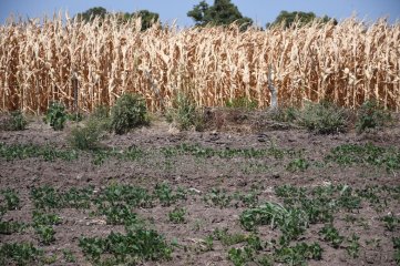 Plantean un nuevo seguro agrario ante efectos del cambio climático Consejo Agroindustrial Argentino