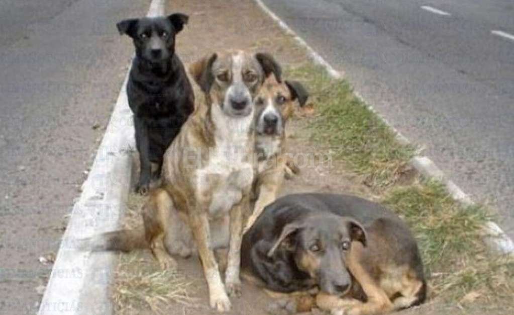 Capacitación sobre control de perros callejeros : : El Litoral