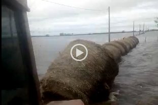 Actualidad El drama de ver el tambo convertido en laguna - El drama de ver el tambo convertido en laguna -