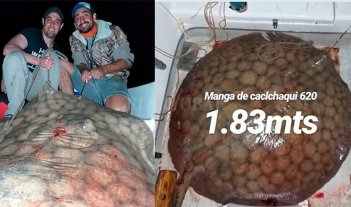 Medía casi 2 metros Pescaron una raya de 130 kilos y la devolvieron al río Paraná - Pescaron una raya de 130 kilos y la devolvieron al río Paraná -