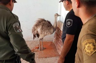 Cerca de la localidad de Chañar Ladeado Un "corre caminos" autóctono complicó el tránsito en el sur de Santa Fe - Un "corre caminos" autóctono complicó el tránsito en el sur de Santa Fe -