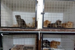 Insólito hecho en Santa Fe Secuestraron 40 gatos en mal estado en una vivienda del sur de la ciudad - Secuestraron 40 gatos en mal estado en una vivienda del sur de la ciudad -